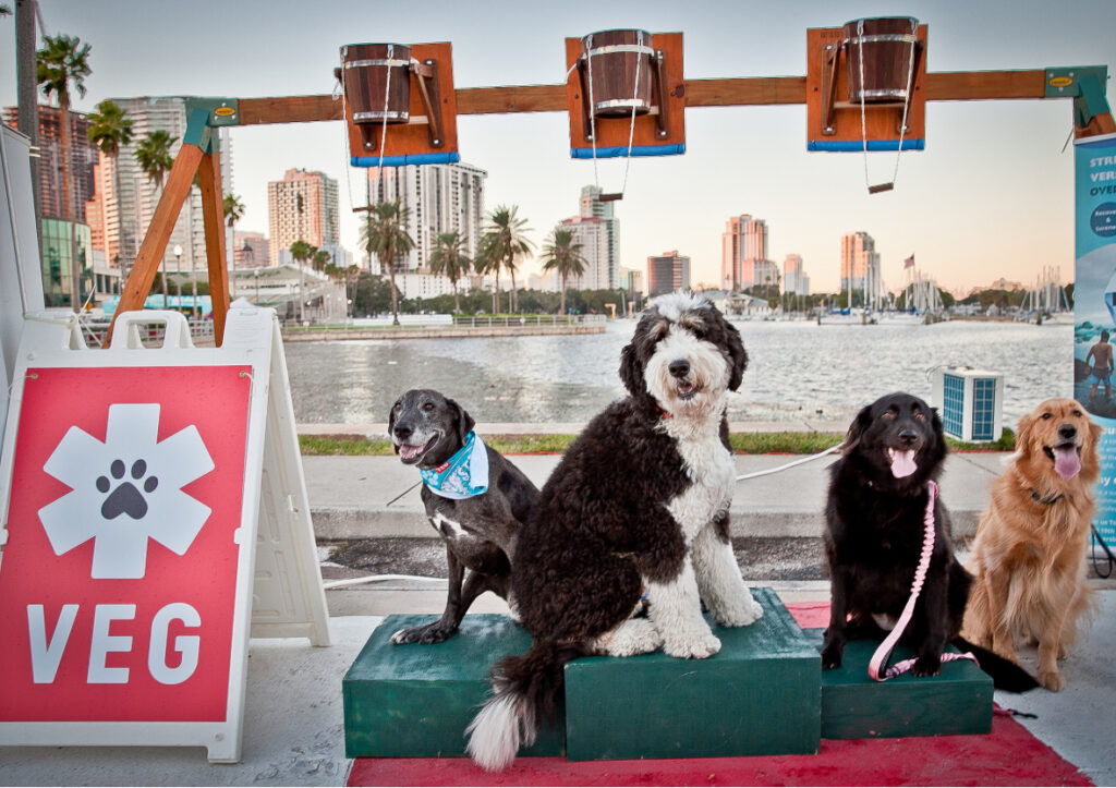 Radio St Pete VEG PET TIPS w/Dr. Stacy Nelson – Raising & Caring for Rabbits